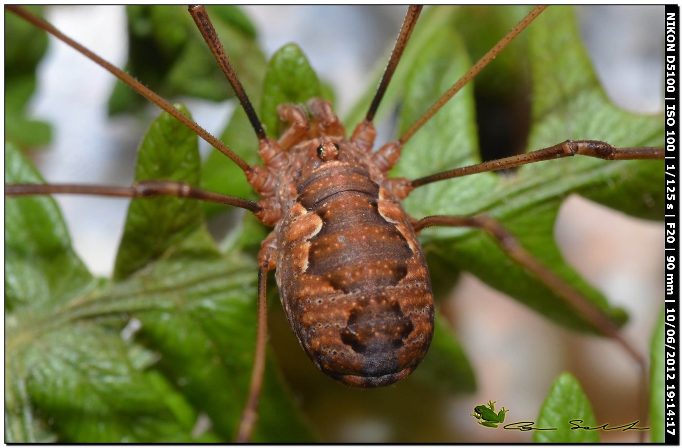 Dasylobus argentatus da Villanova Monteleone No 159